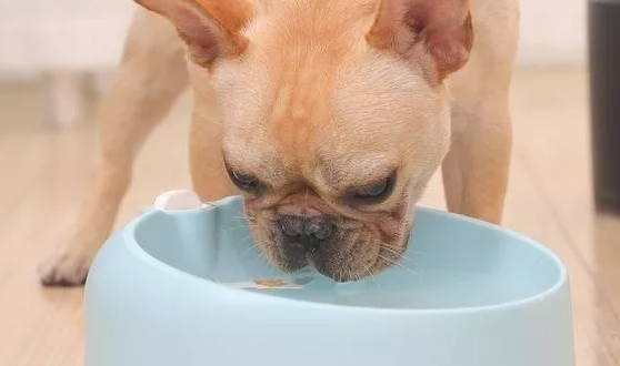 这几种状况下，就需要给狗狗喂益生菌了！
