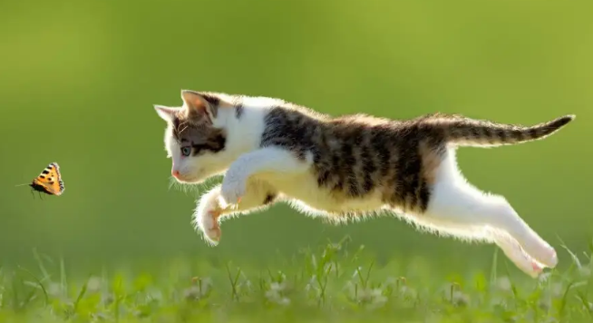 训练宠物猫的生理基础，猫咪技能训练