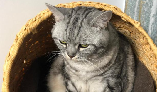 猫的血型有哪些?猫型血是什么 猫的血型有哪些?猫型血是什么