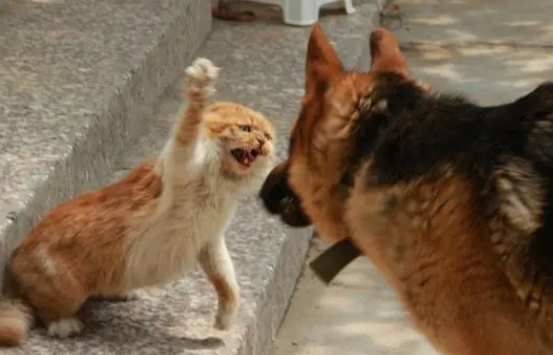 猫咪打得过狗吗