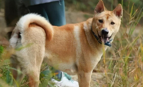 5种较为稀缺少见的狗狗?中华田园犬入选 5种较为稀缺少见的狗狗?中华田园犬入选