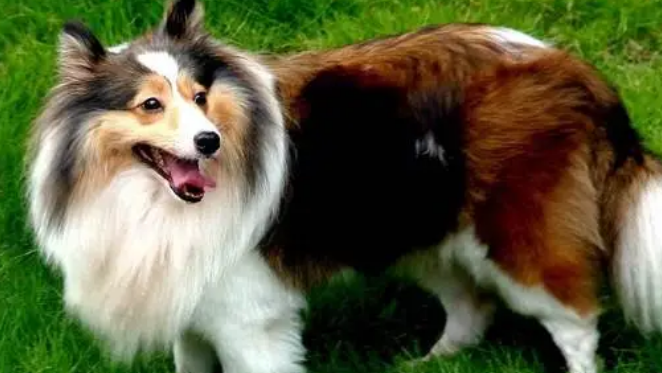 苏格兰牧羊犬吃什么保持营养健康？