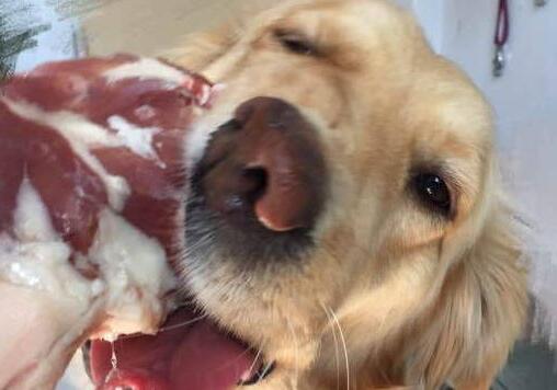 狗狗为什么吃肉