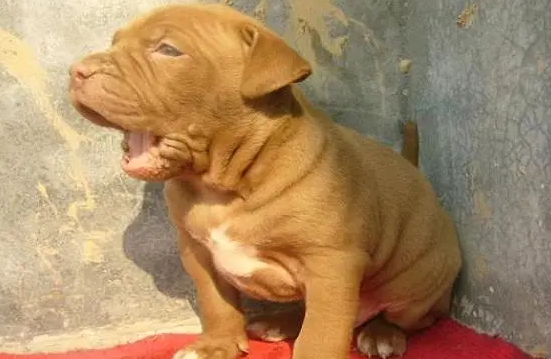 比特幼犬怎么样喂养好