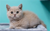 猫瘟是什么?