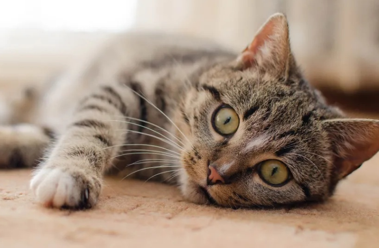 猫应激反应几天能好起来