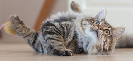 煤渣代替猫砂给猫咪使用？