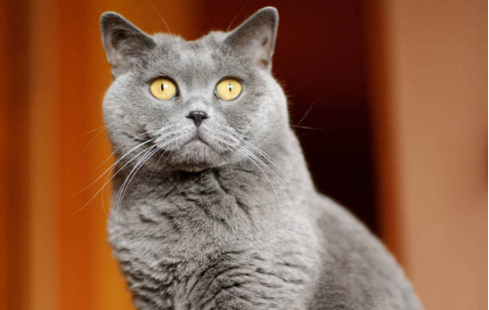 宠物猫耍小脾气该怎么应对?猫咪训练技巧!