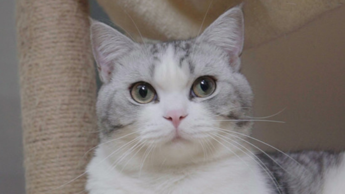 怎么样看出猫猫认主人? 怎么样看出猫猫认主人?