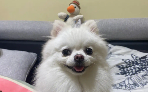 饲养博美犬的禁忌是什么 饲养博美犬的禁忌是什么