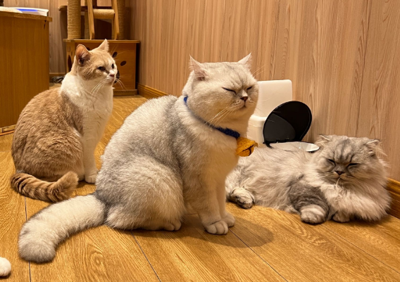 猫舍的猫为什么这么贵