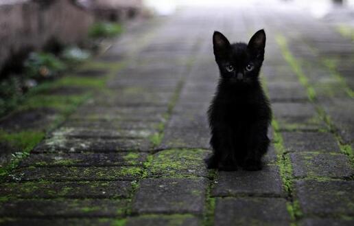黑猫进屋十大预兆 黑猫进屋十大预兆