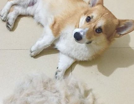 狗狗掉毛是什么病？