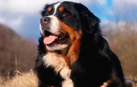 伯恩山犬的疫苗和驱虫时间、口腔护理是多长？来看看吧