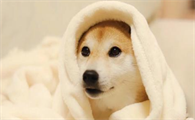 狗狗感冒流鼻水能治愈吗?狗狗感冒能自愈吗?