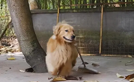 全网最火的狗狗