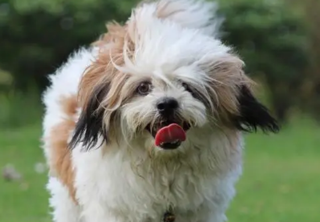 西施犬一直掉毛比较严重是病吗? 西施犬一直掉毛比较严重是病吗?