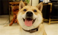 狗狗不听话应该怎么办?在家里训炼小狗的几个方法!