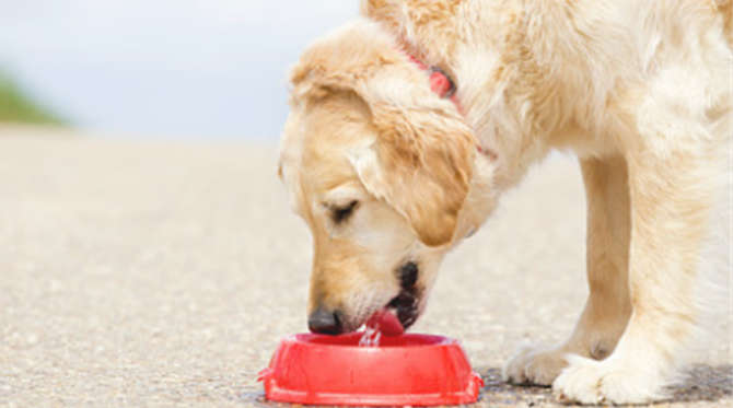 狗瘟就是说犬瘟热，狗狗出現狗瘟应该怎么办？