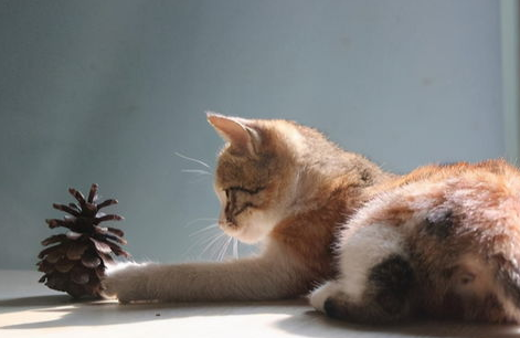 如何让猫咪安心待在家中？帮助它适应环境！
