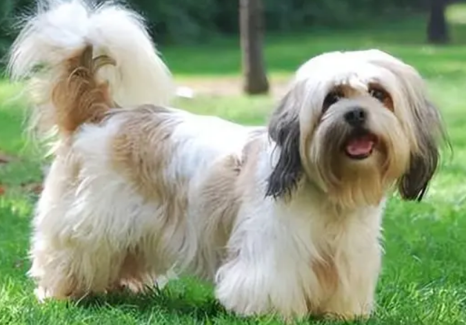 拉萨犬如何打理才好看?