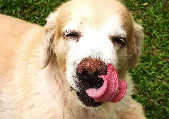 金毛犬做这几件事,一般全是在表述它的念头,你了解几个 金毛犬做这几件事,一般全是在表述它的念头,你了解几个