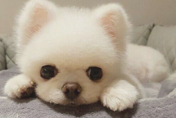博美犬一天吃吃几顿呢？每个阶段都不一样！
