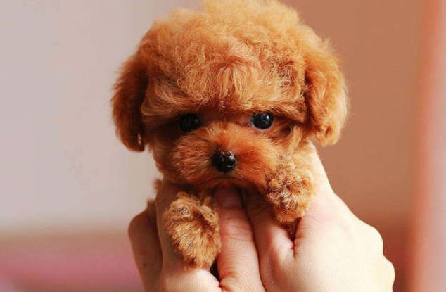 怎么给两个月狗狗剪指甲,给幼犬剪指甲剪出血怎么办? 怎么给两个月狗狗剪指甲,给幼犬剪指甲剪出血怎么办?