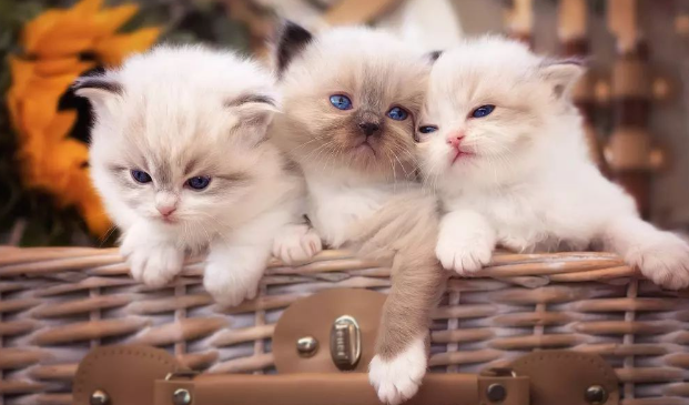 猫咪呕吐不吃东西还呕吐,怎么办?猫咪呕吐的真相 猫咪呕吐不吃东西还呕吐,怎么办?猫咪呕吐的真相