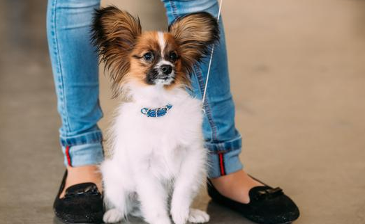 以前倍受宠溺的蝴蝶犬,为何如今却打入冷宫了呢? 以前倍受宠溺的蝴蝶犬,为何如今却打入冷宫了呢?