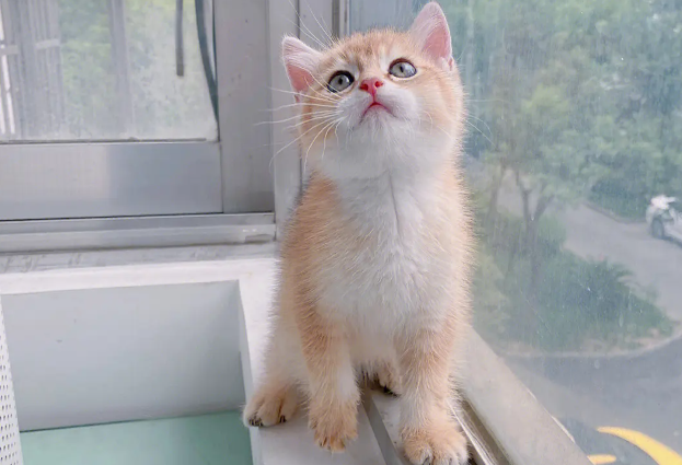 北京正规金渐层猫舍 北京正规金渐层猫舍