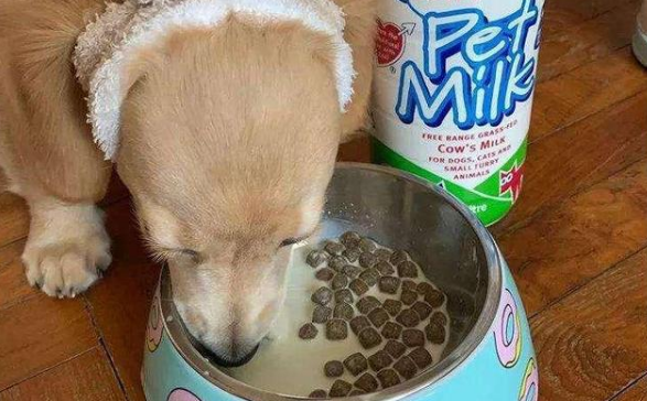 狗粮如何做酸奶呢