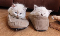 猫咪为什么会突然钻鞋子里
