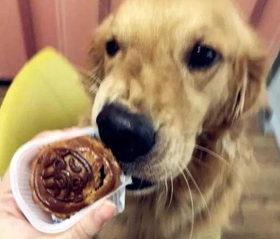 狗狗能吃月饼吗?警醒这种月饼!小小的一块就能“取它狗命” 狗狗能吃月饼吗?警醒这种月饼!小小的一块就能“取它狗命”