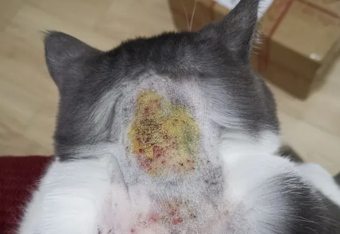 猫癣怎么样看好没好的