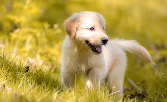 养大型犬跟养小型犬有哪些不一样？区别有五点