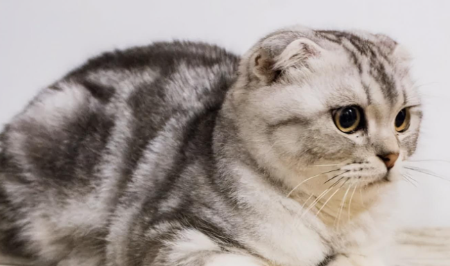 折耳猫不能养是谣言