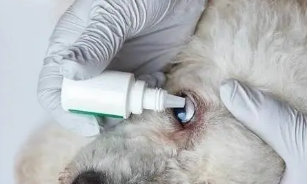 狗得了角膜炎怎么办？如何治疗犬角膜炎？
