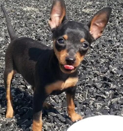 何时立耳,小鹿犬耳朵里面立后又变弯