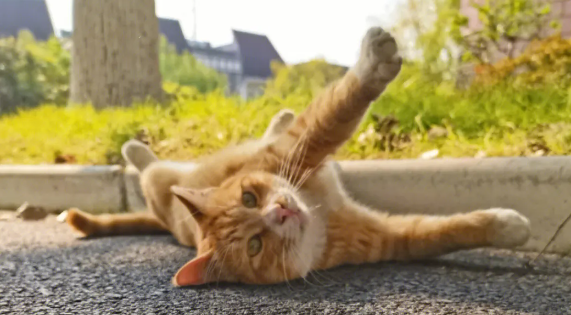 猫咪为什么怕摔下去呢