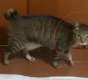 猫咪想去雪地里面玩，它高高兴兴窜了出去，然后让人笑喷 
