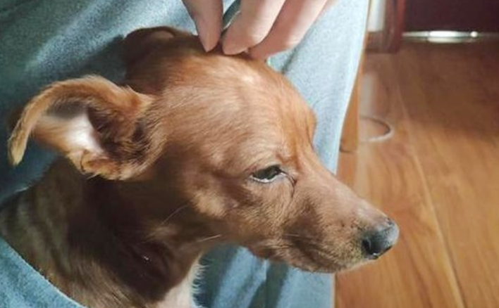 狗狗突然变得很粘人怎么回事啊
