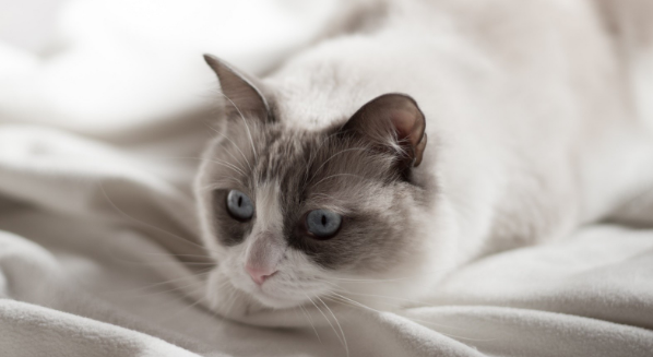猫咪喷出褐色液体很臭？褐色液体是什么？