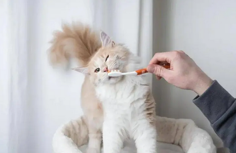 猫咪要刷牙吗？多久需要刷一次牙