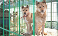 长得像柴犬的珍岛犬,并不宜初学者饲养!