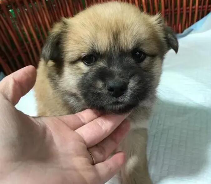 土狗能养成宠物狗吗