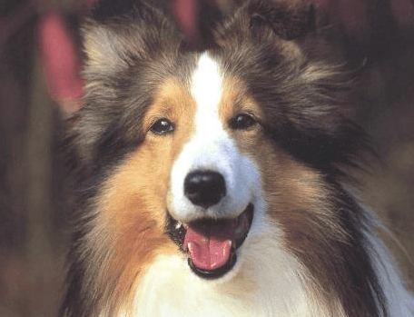 苏格兰牧羊犬怎样美毛？