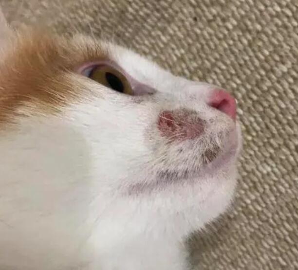 猫嘴边长猫癣了怎么办