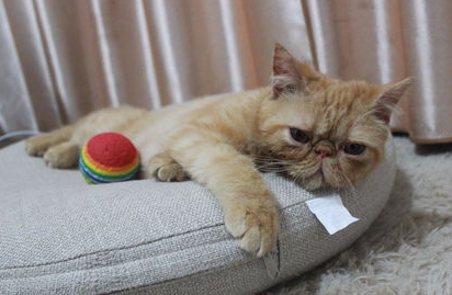 让猫猫习惯抱抱的技巧攻略 让猫猫习惯抱抱的技巧攻略