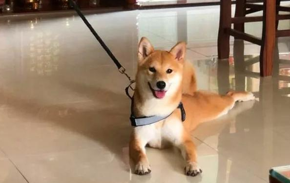 为什么我家秋田犬怎样吃都长长不胖这三个原因?跟你说秋田犬为什么长长不胖 为什么我家秋田犬怎样吃都长长不胖这三个原因?跟你说秋田犬为什么长长不胖